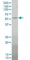 MEF2D Antibody (clone 4D6)