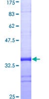 Human UBB / Ubiquitin B Protein (Recombinant GST, N-terminus)