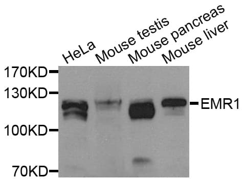 ADGRE1 / EMR1 Antibody