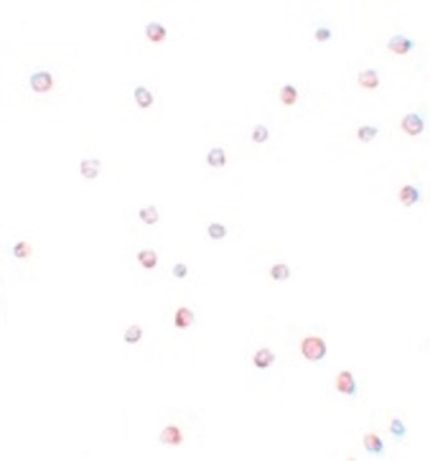 IHC-plus™ Polyclonal Rabbit anti-Human USP10 Antibody (IHC, IF, WB)