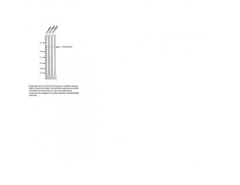 Monoclonal Mouse anti-Human TNPO1 / Transportin 1 Antibody (clone D45, IF, WB)