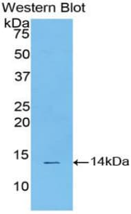 STAT3 Antibody (aa563-670)