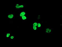 PPARA / PPAR Alpha Antibody (aa145-420, clone OTI2D10)