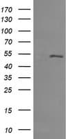 MDM4 / MDMX Antibody (clone OTI2B8, Carrier-free)