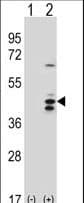 RCL1 Antibody (aa14-43)