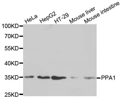 PPA1 Antibody