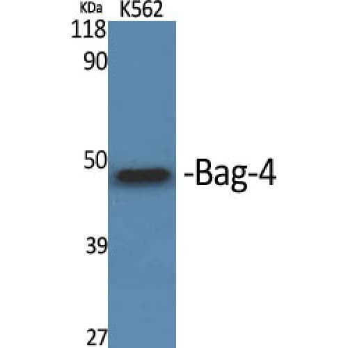 BAG4 / SODD Antibody (C-terminal)
