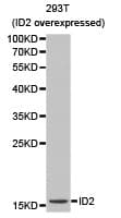 ID2 Antibody