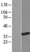 RRAGA Protein (Over-Expression Lysate Myc-DDK (Flag))