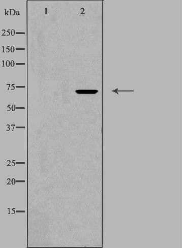 Polyclonal Rabbit anti-Human ZP1 Antibody (IF, WB)