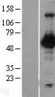PVRL2 / CD112 Protein (Over-Expression Lysate Myc-DDK (Flag))