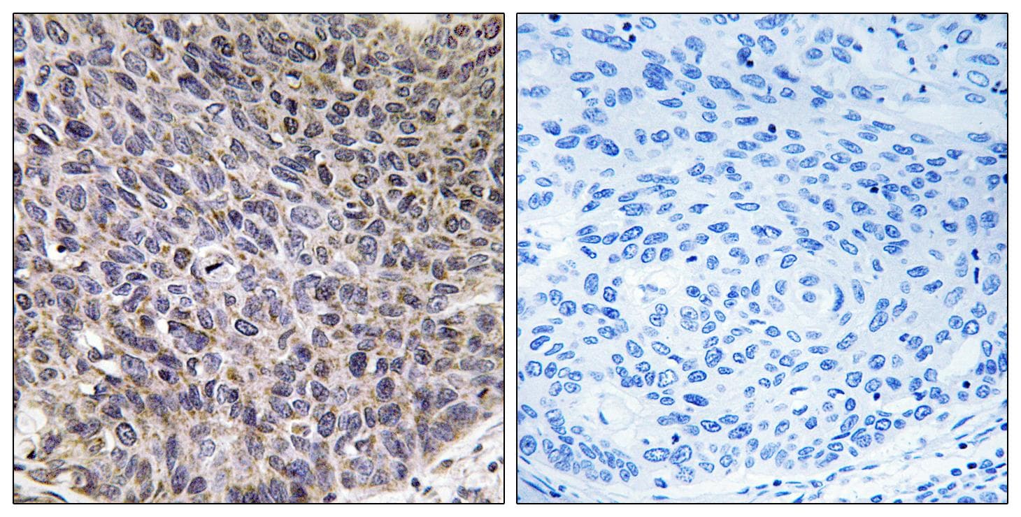 CYP4B1 Antibody