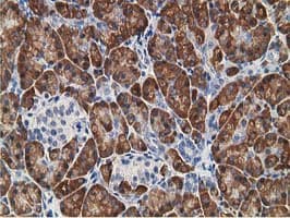KCTD14 Antibody (clone OTI1D1, Carrier-free)