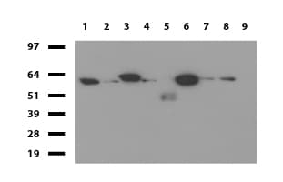 PDCD1 / CD279 / PD-1 Antibody (clone UMAB199, Carrier-free)