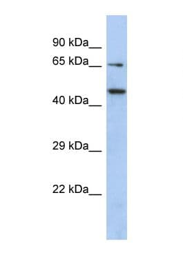 E2F2 Antibody (aa231-280)