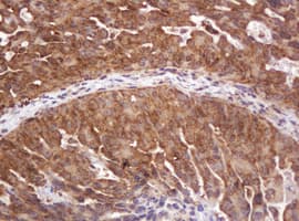 RASSF8 Antibody (clone OTI2B6)