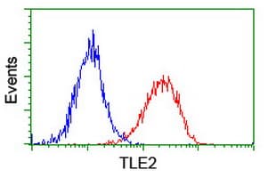 TLE2 Antibody (clone OTI5A6)