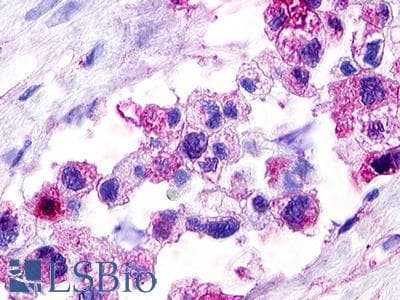 PathPlus™ RXFP4 / GPR100 Antibody (C-Terminus)