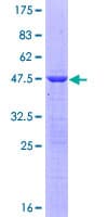Human NTPCR / C1orf57 Protein (Recombinant GST)