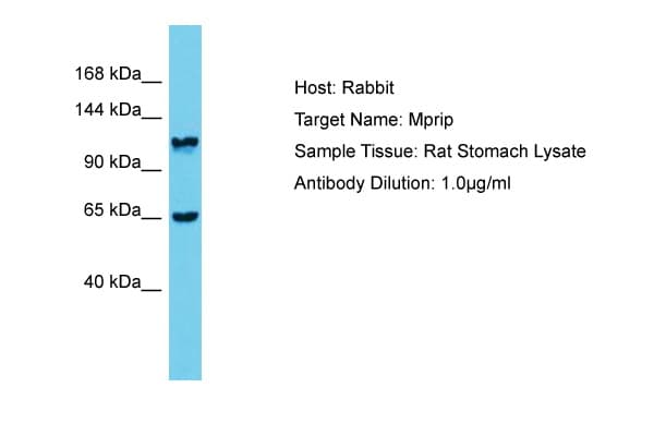 MPRIP / RIP3 Antibody (aa771-820)