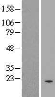 FBXO48 Protein (Over-Expression Lysate Myc-DDK (Flag))