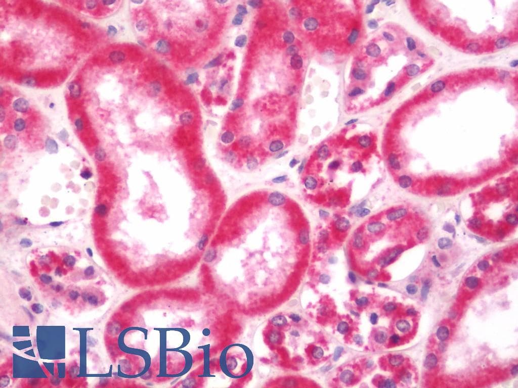 IHC-plus™ CDK2AP1 / DOC1 Antibody