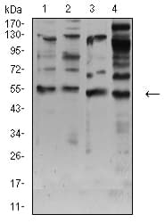 CHRNA7 Antibody (clone 7F10F1)