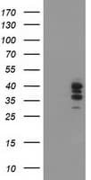 SSR1 Antibody (clone OTI4H6, Carrier-free)