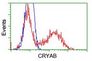 CRYAB / Alpha B Crystallin Antibody (clone OTI6A9)