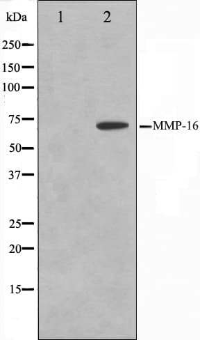MMP16 Antibody