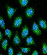 GAPDH Antibody (aa62-91)