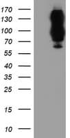 IHC-plus™ DPP9 Antibody (clone 4H8)