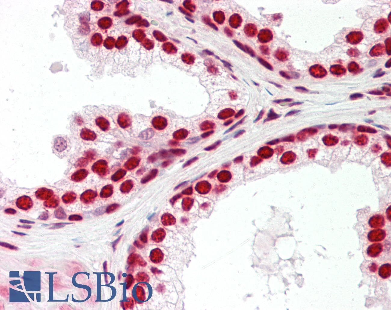 SRSF8 Antibody (aa180-229)