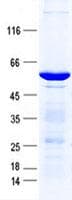 Human POLR2C Protein (Recombinant GST, N-terminus + His, C-terminus)