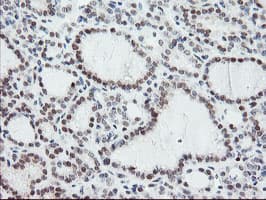 NUB1 Antibody (aa1-326, clone OTI4H2, Carrier-free)