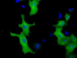 VWA5A Antibody (clone OTI2C6)
