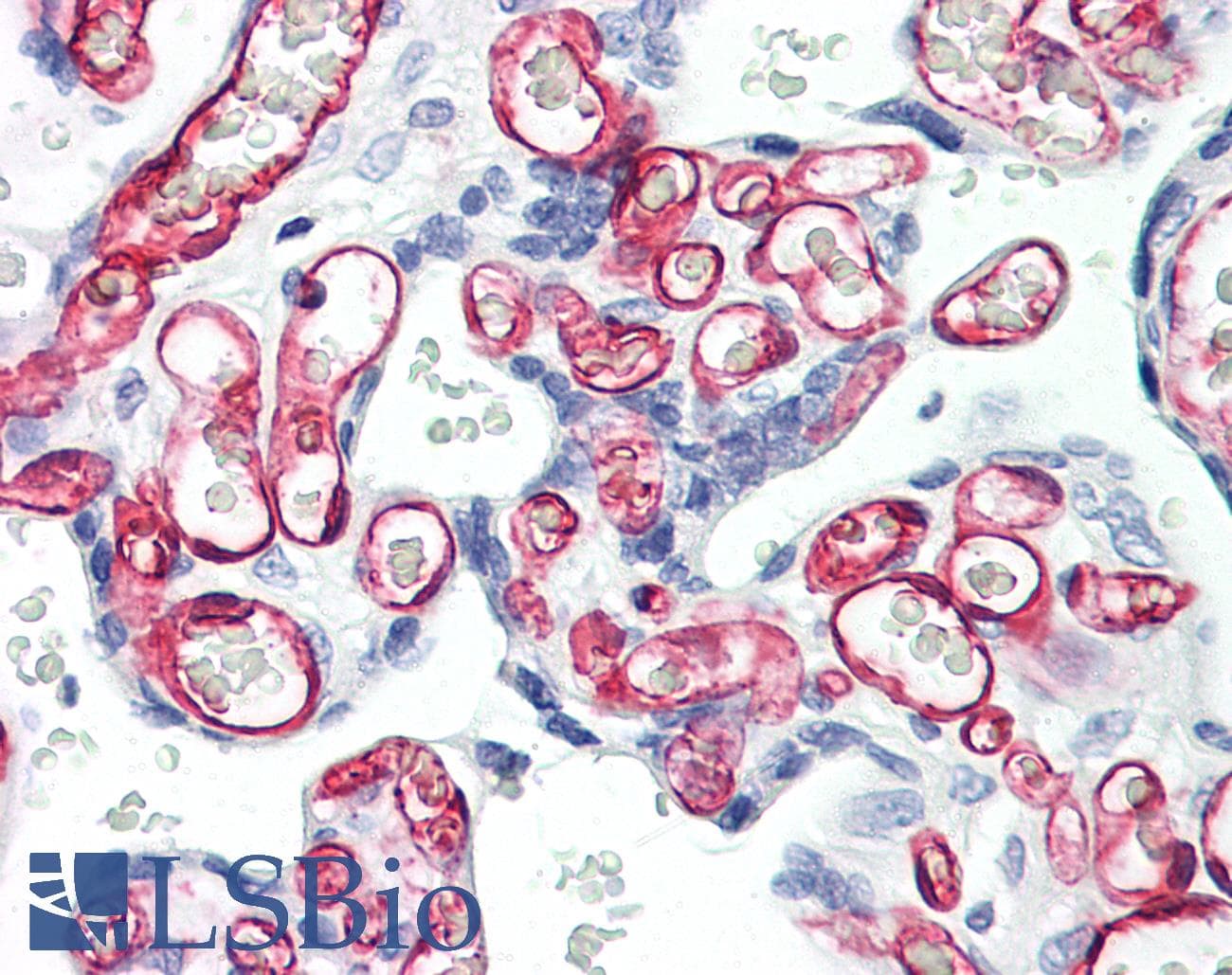 IHC-plus™ Monoclonal Mouse anti-Human CD34 Antibody (clone 4H11, IHC, WB)