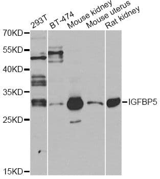IGFBP5 Antibody