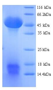 Mouse SERPINH1 / HSP47 Protein (Recombinant His)