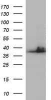 SCAMP2 Antibody (clone OTI1H7)
