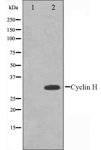 CCNH / Cyclin H Antibody