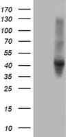 SERPINE2 / Nexin Antibody (clone 2C9, Carrier-free)