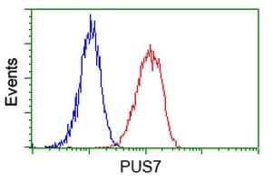 PUS7 Antibody (clone OTI5F12)