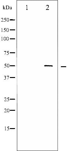 AML1 / RUNX1 Antibody