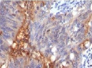 ECM1 Antibody (clone SRGP85, Azide-free, BSA-free)