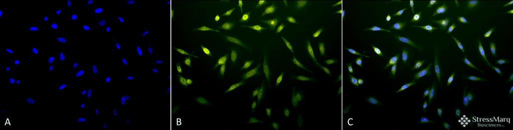 Cytochrome P450 Reductase Antibody (FITC)