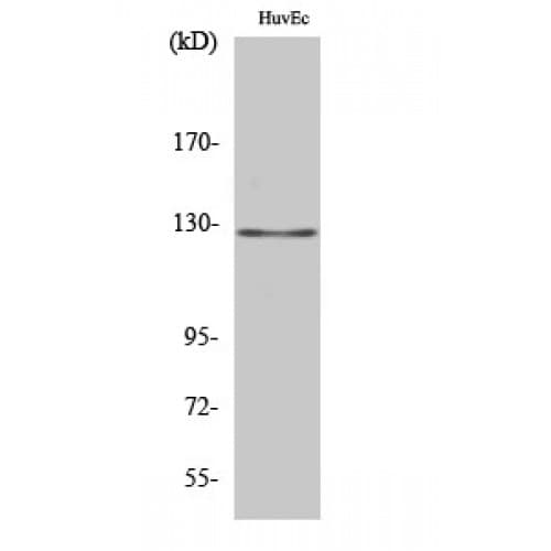 MSH3 Antibody (30-110 aa, N-terminal)