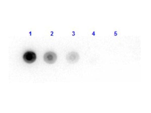 Bacterial Luciferase Antibody