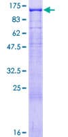 Human NLGN3 / Neuroligin 3 Protein (Recombinant GST)