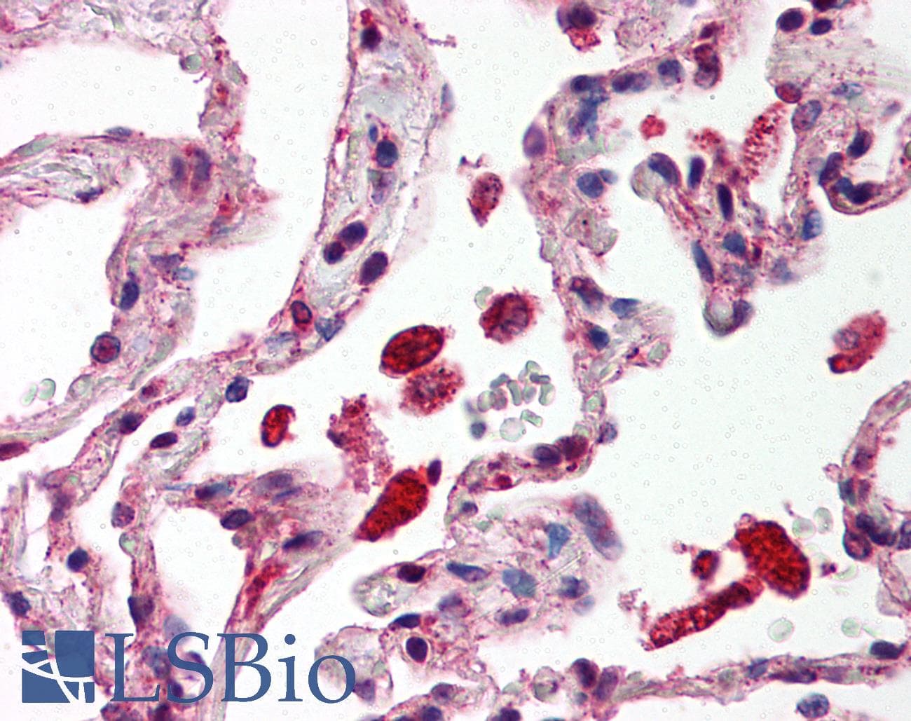 IHC-plus™ STAT1 Antibody